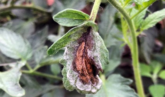 blight tomato blight