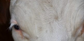 cow eye