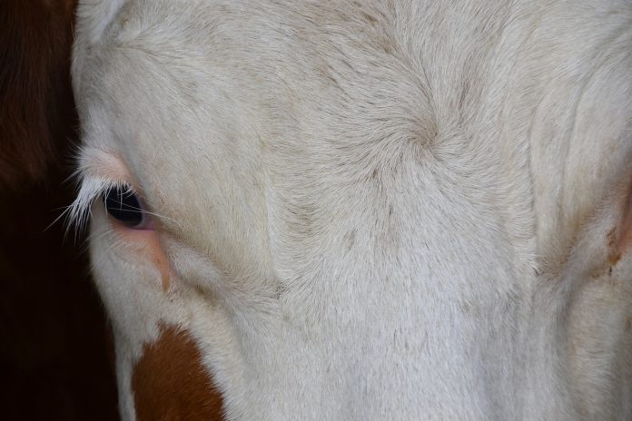 cow eye cow eye