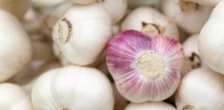 garlic