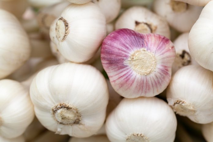 garlic garlic