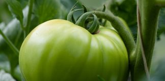 green tomato