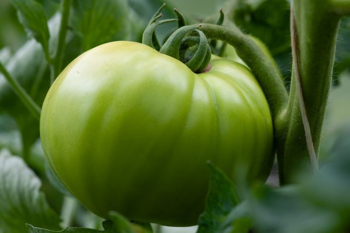green tomato green tomato