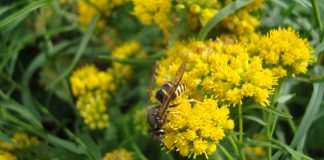hornet