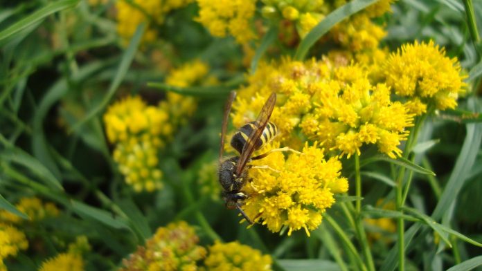 hornet hornet