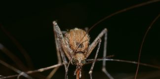 mosquito