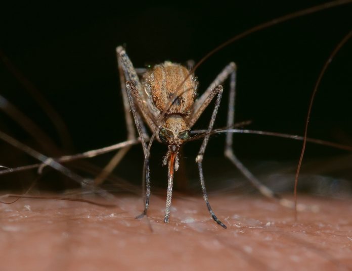 mosquito mosquito