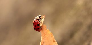 ladybug