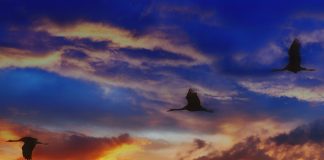 migratory birds