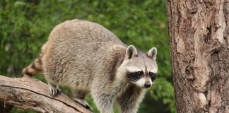 raccoon