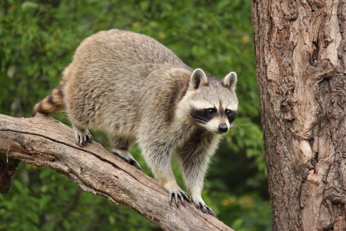 raccoon raccoon