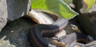 Garter snake