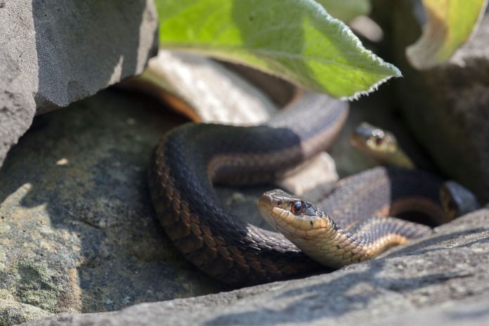 Garter snake Garter snake