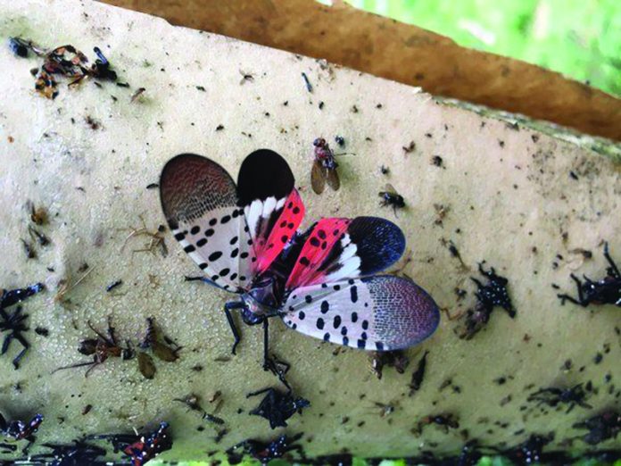 adult spotted lanternfly with wings open adult spotted lanternfly with wings open
