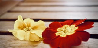 primrose