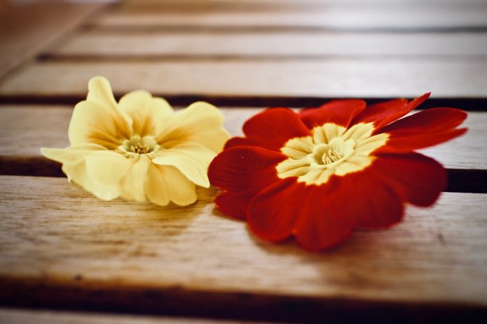 primrose primrose