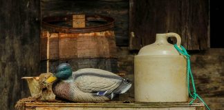 duck decoy