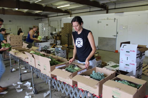 woman packing csa boxes