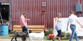 walking goats at fair