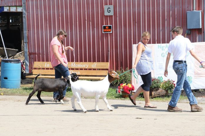 walking goats walking goats at fair
