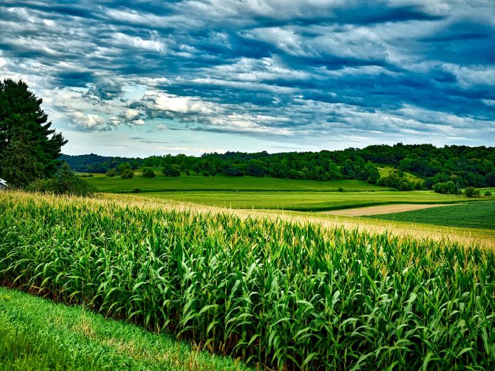 corn and soybean fields corn and soybean fields
