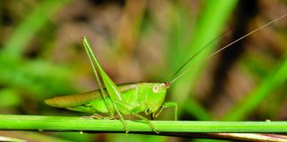 katydids