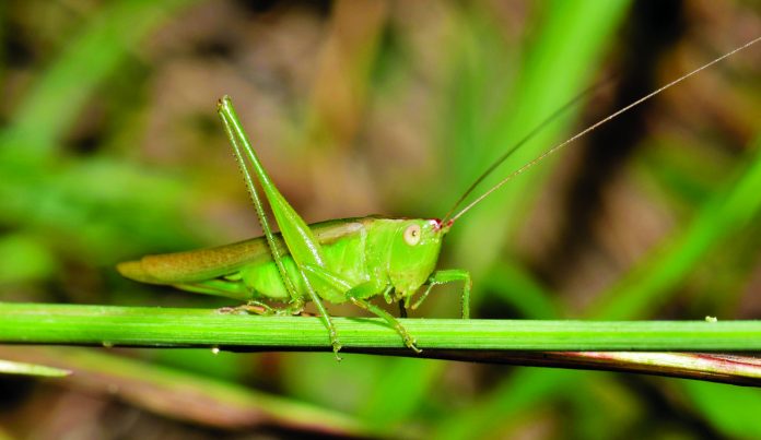 katydids katydids