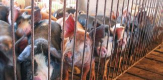 pigs in a pen