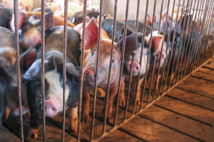 Campbell, pigs pigs in a pen