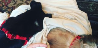 Kym Seabolt's dogs