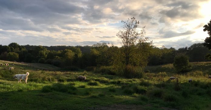 IMG_8828 pasture