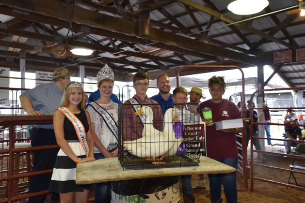 Jefferson County Fair Grand Champion Ducks