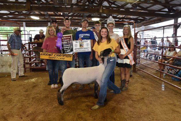 Jefferson County Fair Grand Champion Lambs