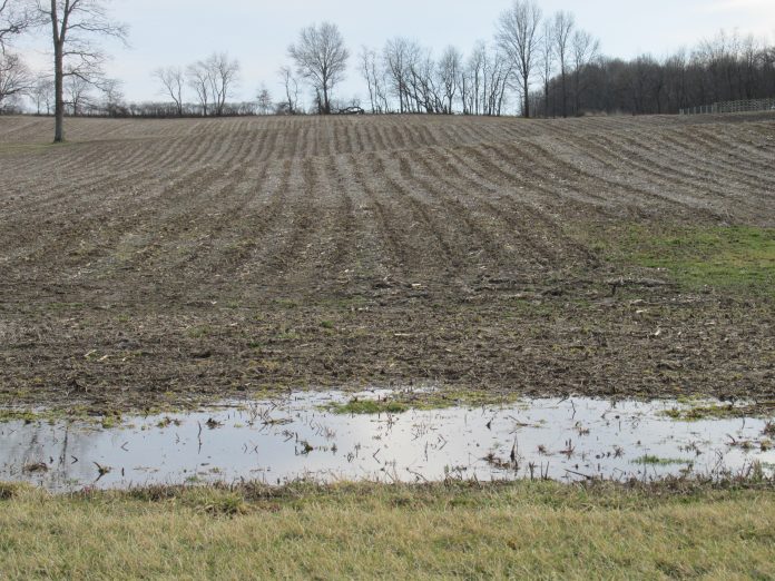 Wet field a wet crop field