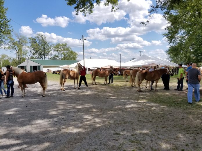 canfield-fair-5