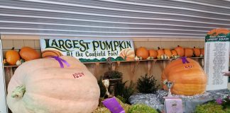 Canfield Fair