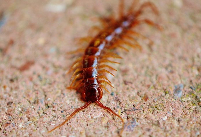 centipede centipede