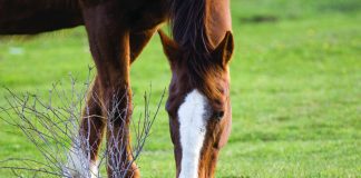 closeup of horse grazing