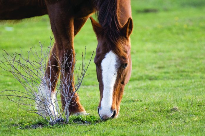 closeup of horse grazing.metro closeup of horse grazing