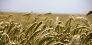 rye