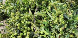 harvest hops