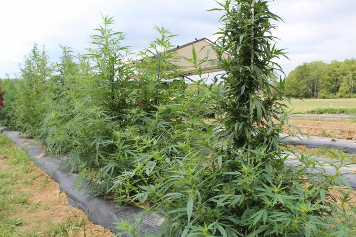 hemp growing at ag progress days. hemp growing at ag progress days.
