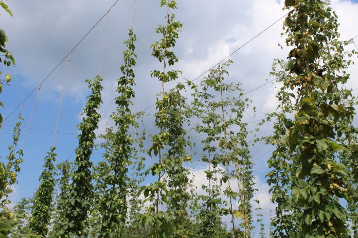 hops trellised hops on trellis