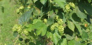 hops up close
