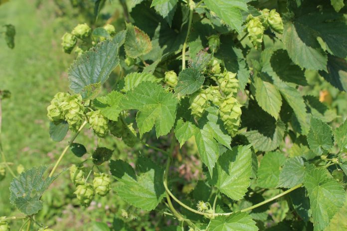 hops up close hops up close
