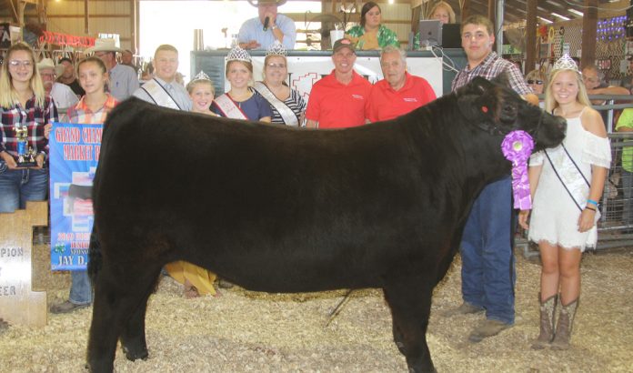 Noble County Fair Grand Champion Steer Noble County Fair Grand Champion Steer