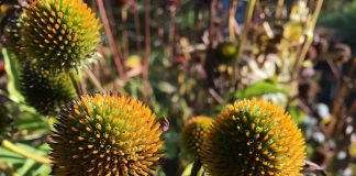 wilted purple coneflower
