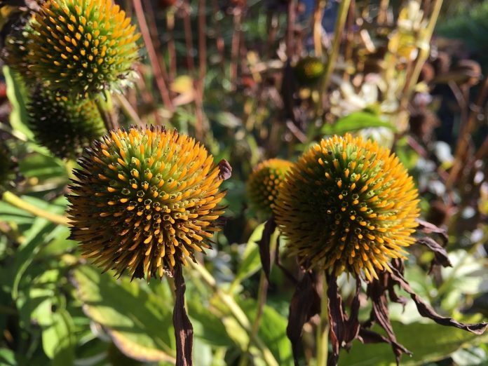 wilted purple coneflower wilted purple coneflower