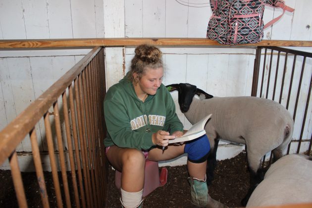 Alexis Monnot sits on a bucket in her sheep's pen at the fair, reading a book for school.