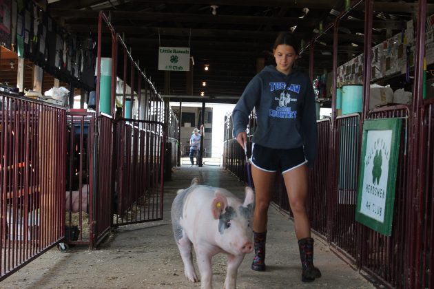 Malena Cybak, 15, walks her hog, Eileen, in the hog barn.